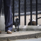 Illustration for article titled Larry the Cat Gets to Stay at 10 Downing Street